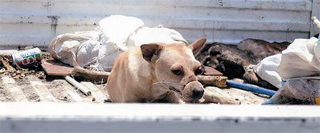 Call for more firm action against the brutalising of stray animals